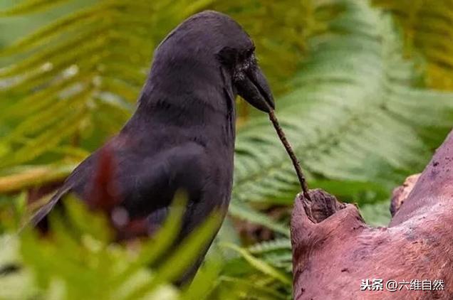 乌鸦搜索引擎不能用了_乌鸦助手 乌鸦搜刮
引擎不能用了_乌鸦助手（乌鸦搜索） 磁力资讯