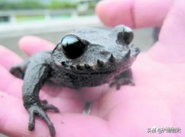 国内有一种长胡子的蟾蜍,嘴唇上有多条角质刺,中国特有珍稀蛙类