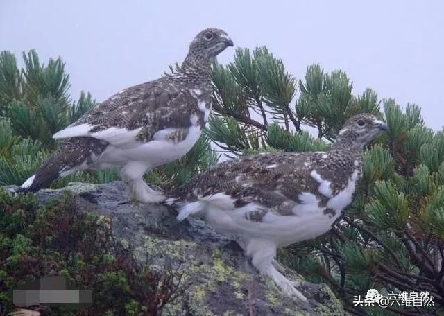 寒带地区有一种雷鸟,并不具有雷电力量,却能一年四季换羽毛颜色