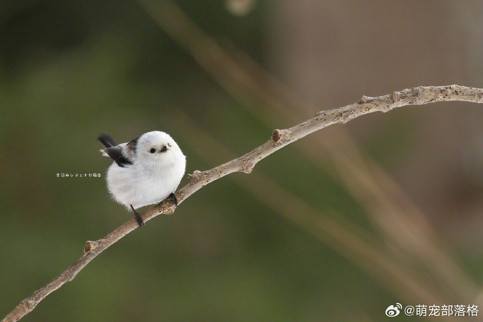 银喉长尾山雀|山雀|长尾_新浪新闻