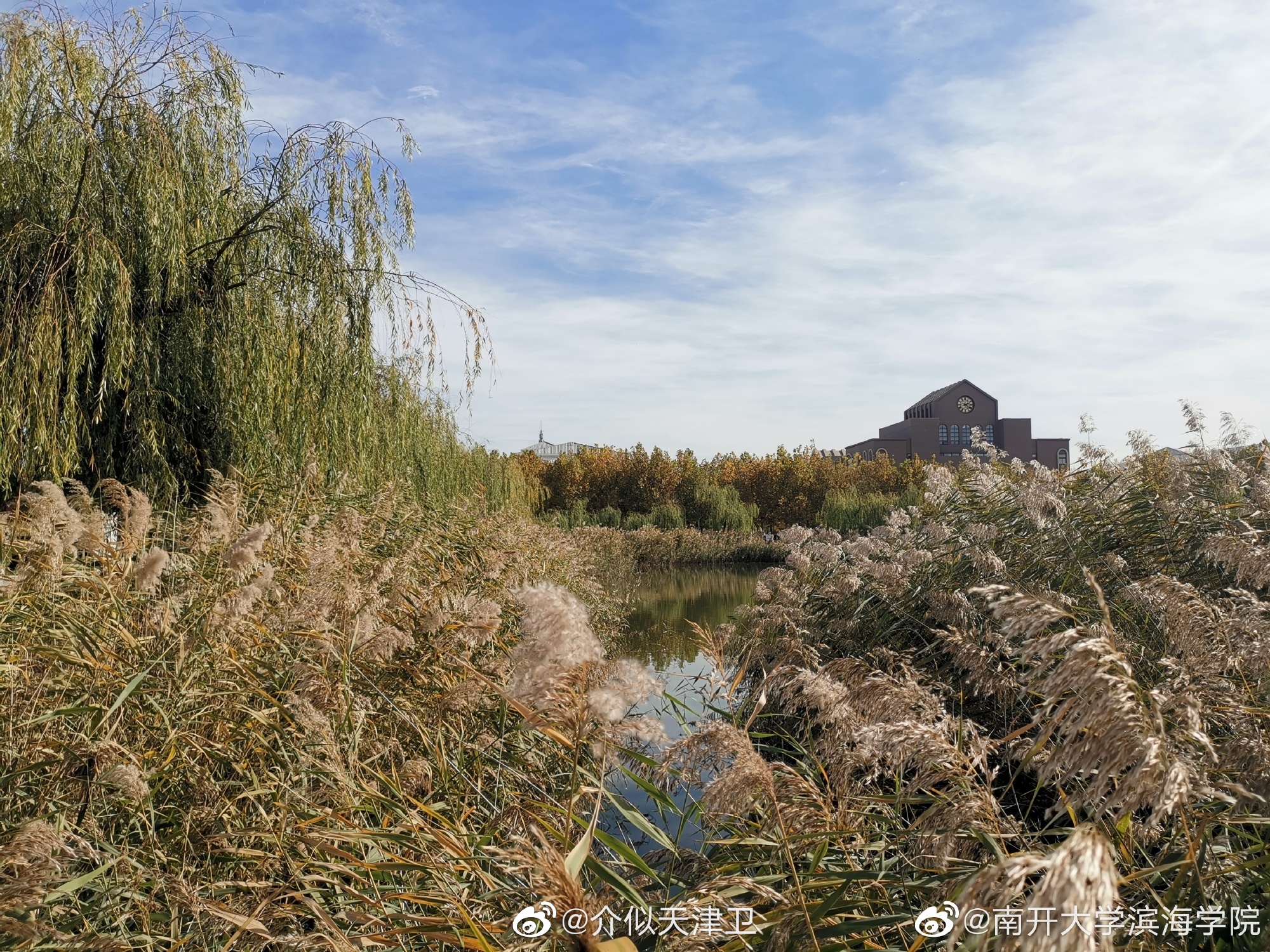 @南开大学滨海学院:秋日的南星湖畔,苇叶轻摇,垂柳依依