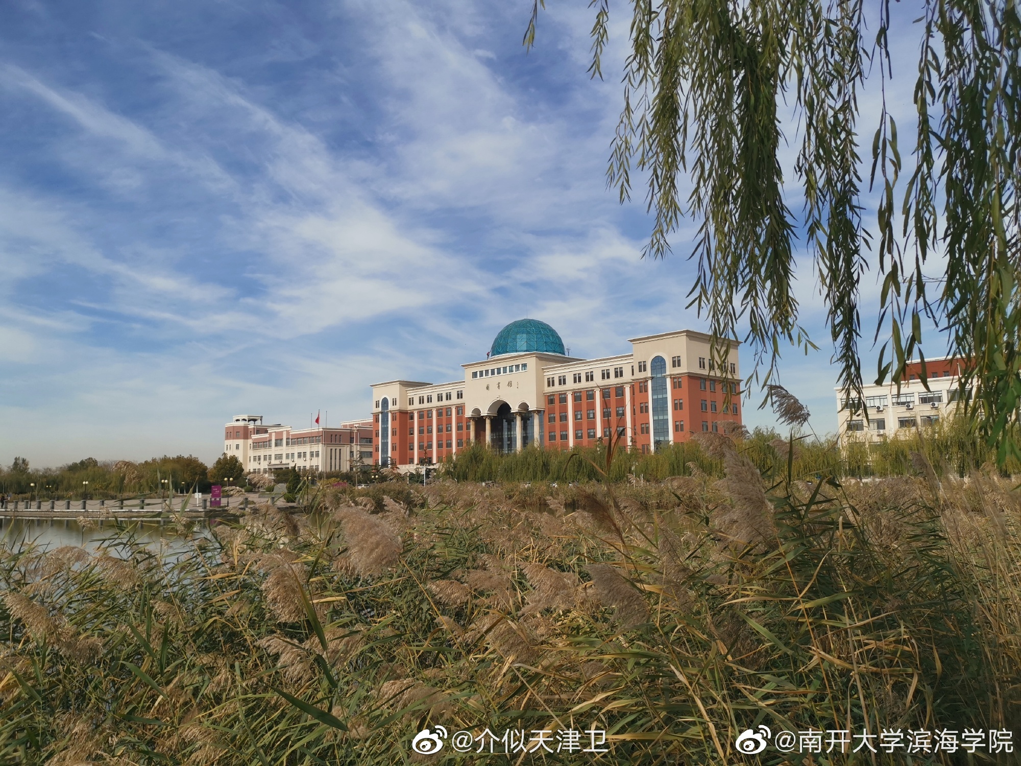 @南开大学滨海学院:秋日的南星湖畔,苇叶轻摇,垂柳依依