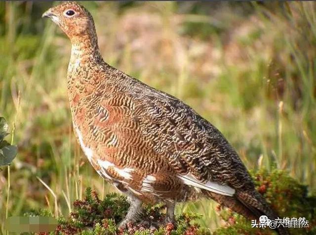 寒带地区有一种雷鸟,并不具有雷电力量,却能一年四季换羽毛颜色