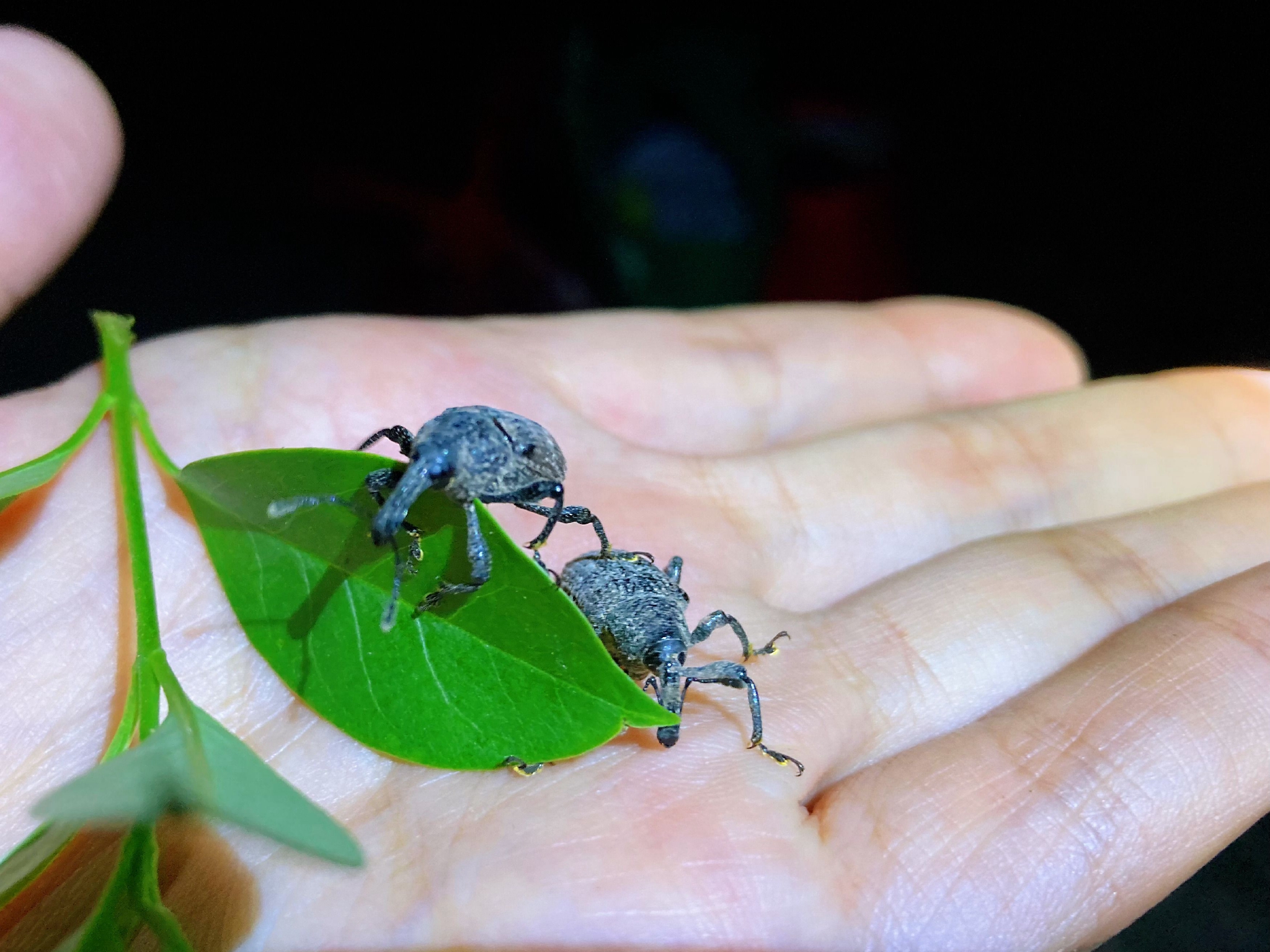 象鼻虫真的是一种可爱到窒息的小生物