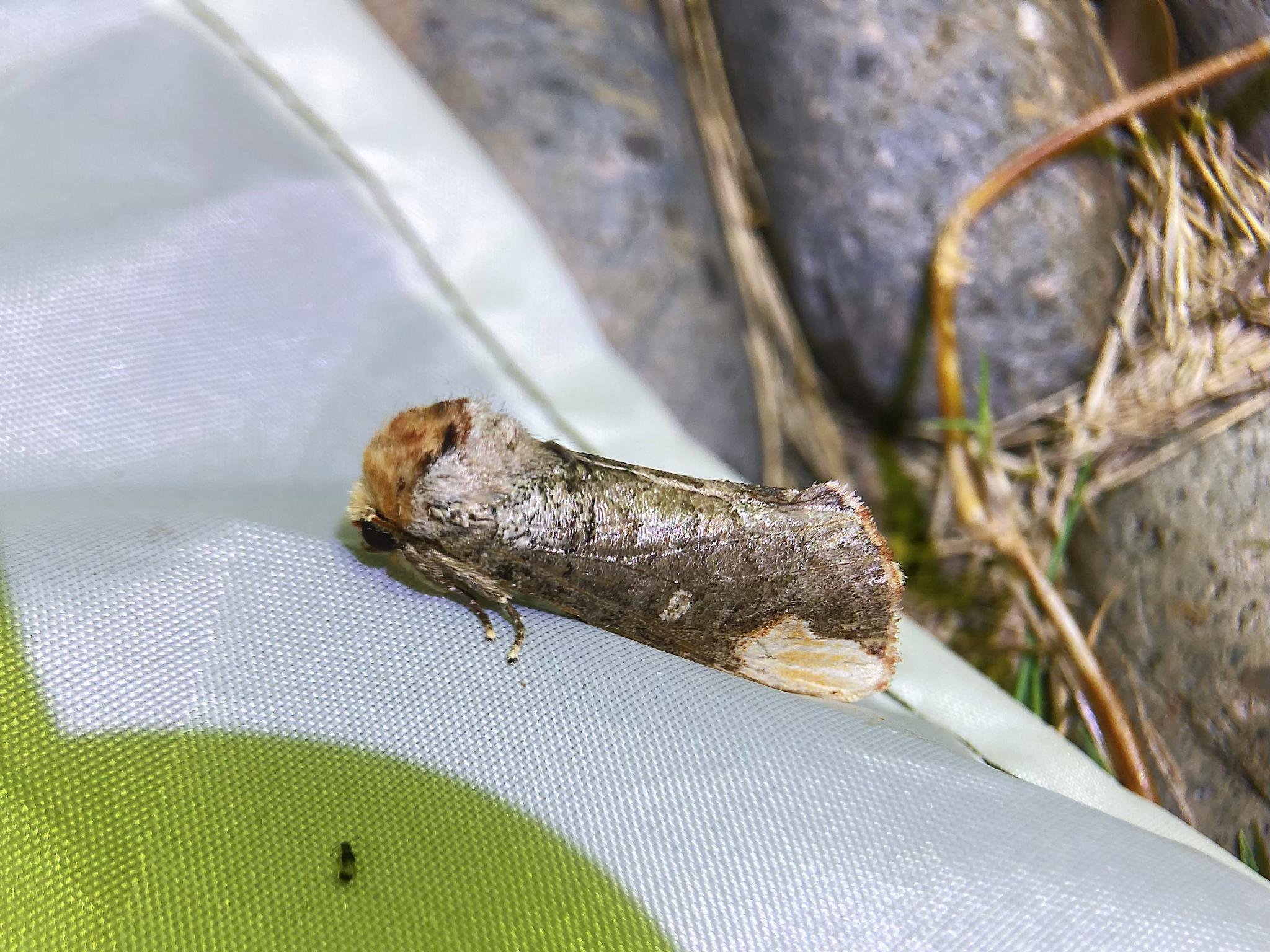 圆黄掌舟蛾phalerabucephala