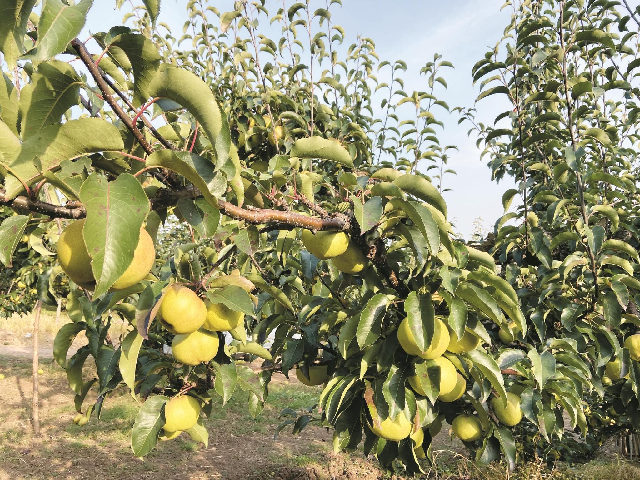 金秋梨园奏响丰收曲休闲区蓝鸢梦想 - Www.slyday.coM 金秋梨园奏响丰收曲休闲区蓝鸢梦想 - Www.slyday.coM