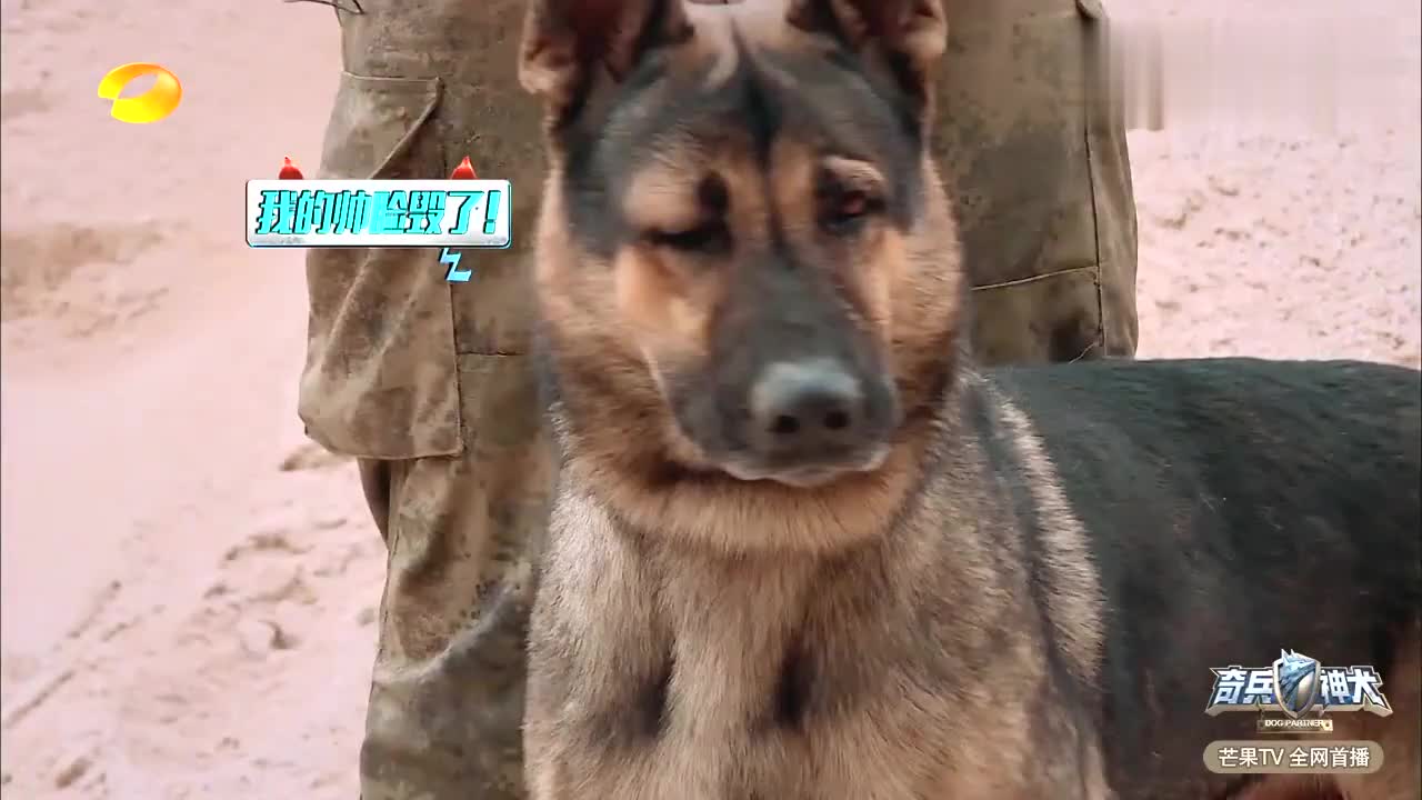 奇兵神犬警犬昆霸脚受伤了还知道要面子真是太逗了