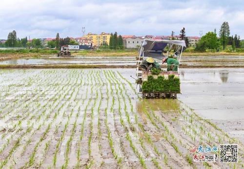 武宁县石门楼镇：高标准农田助力粮食生产（图）休闲区蓝鸢梦想 - Www.slyday.coM