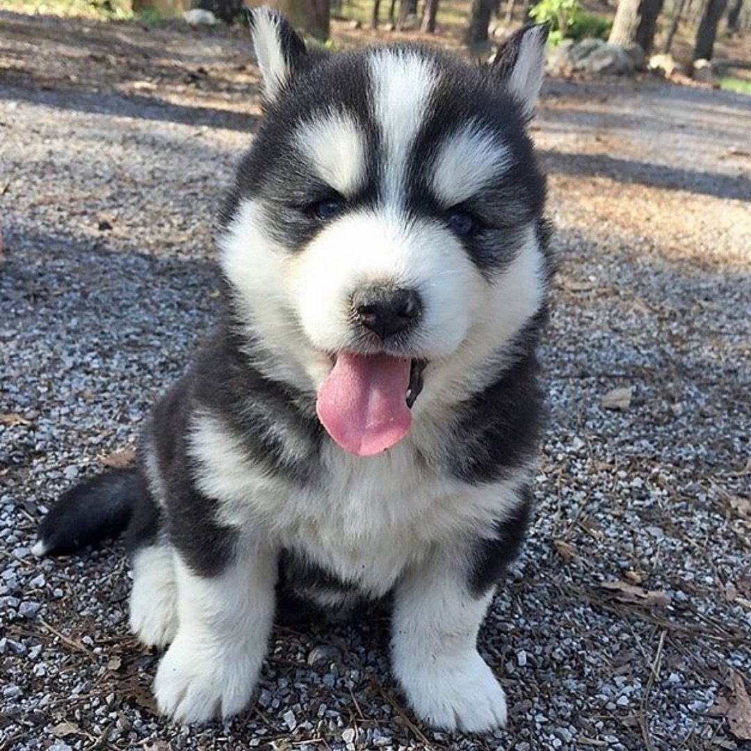 小二哈最可爱了,呆萌呆萌的,永远不长大就好了 !