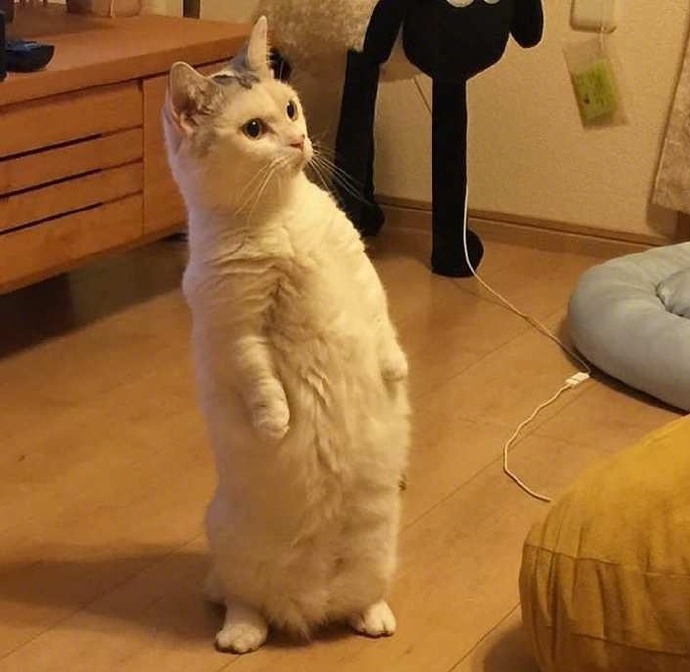 ins网友家的猫,好像看到了什么让它惊讶的东西,这表情!