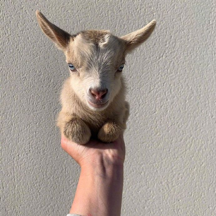 可以捧在手心里的小羊宝宝,咩咩咩太可爱啦~_高清图集_新浪网