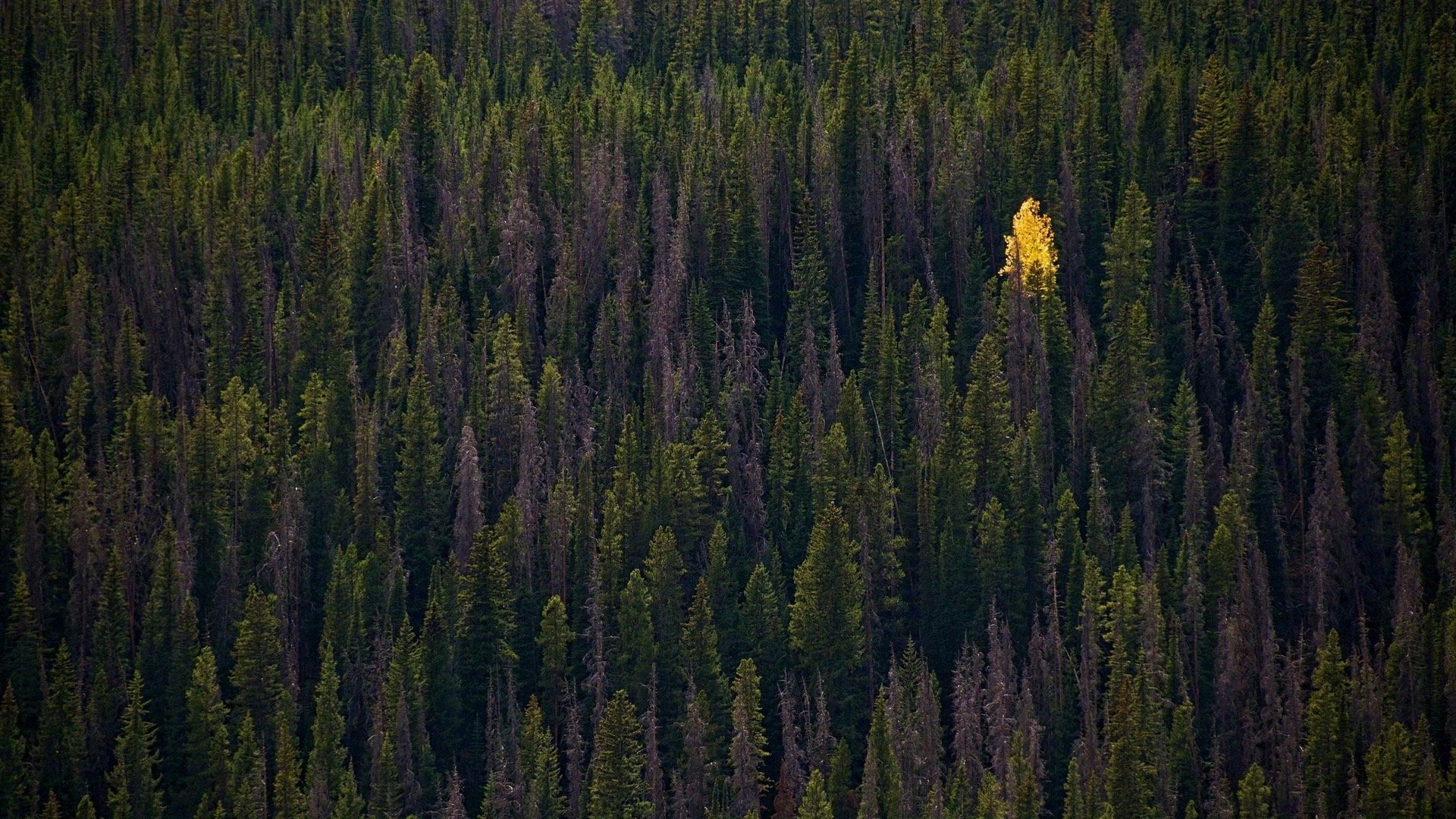 电脑ipad壁纸|ipad|壁纸|电脑_新浪新闻
