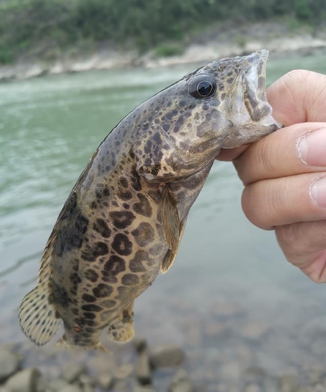 你们放流,我放油,别喷我,我蒸了第一条,因为我没吃过鳜鱼