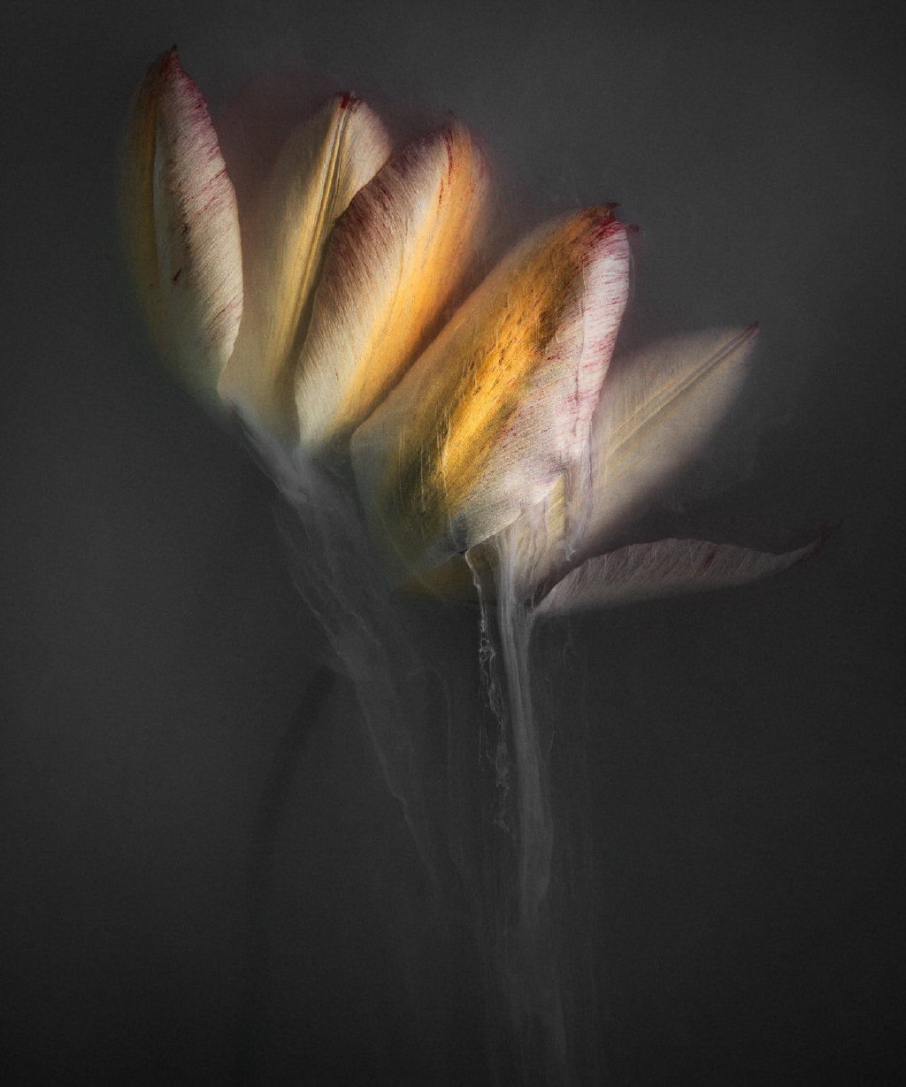 烟雾中的花荷兰摄影师罗伯特皮克robertpeek