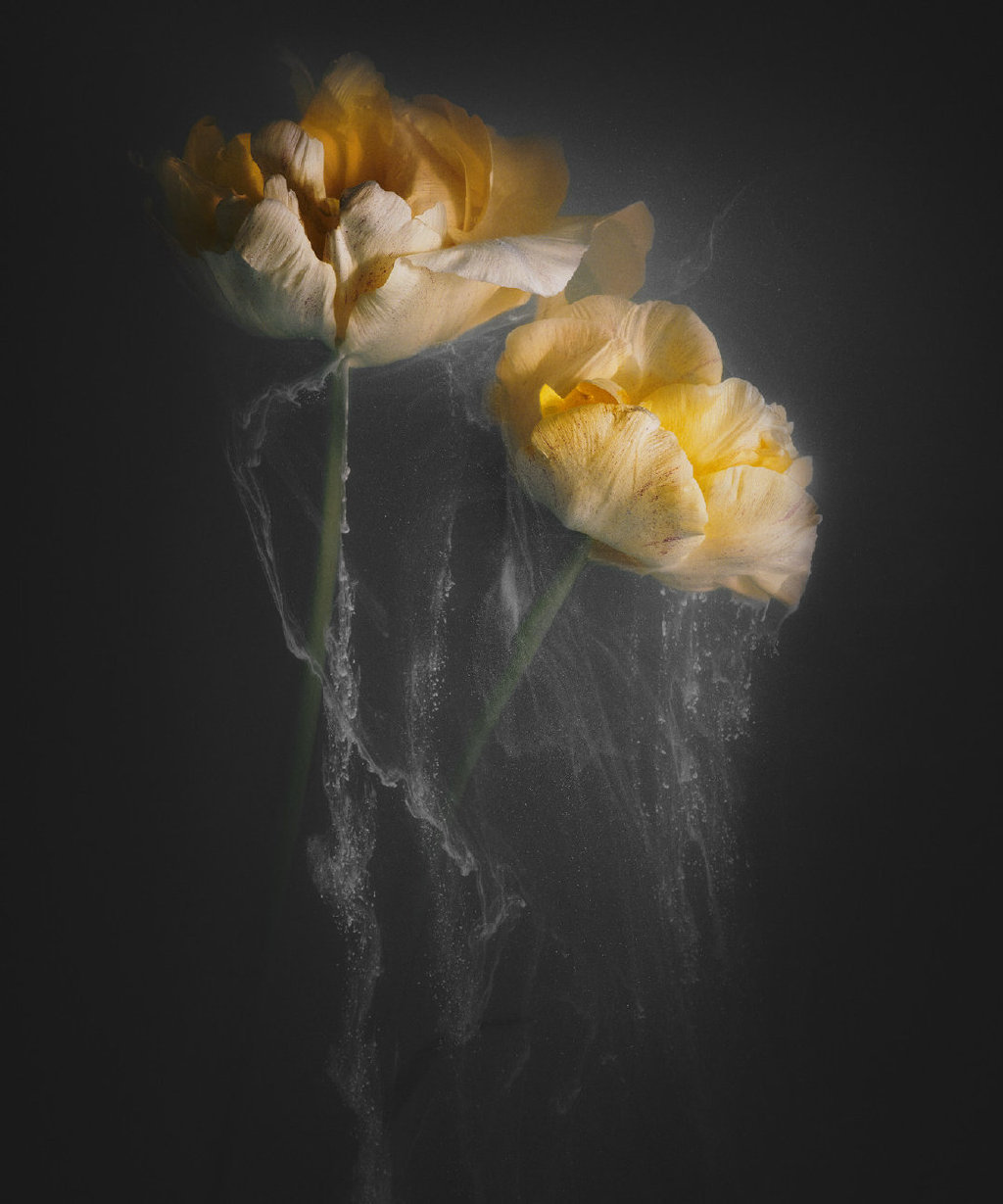 烟雾中的花荷兰摄影师罗伯特皮克robertpeek