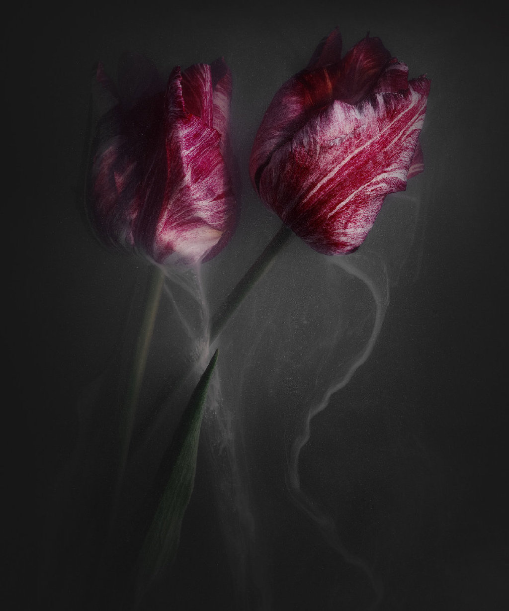 烟雾中的花荷兰摄影师罗伯特皮克robertpeek