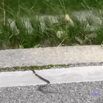 湖南一小区发现50多条眼镜蛇,还在查是放生或逃逸,能养眼镜蛇么|野生