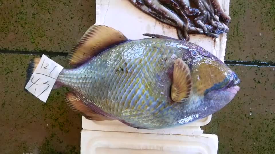 身披盔甲的泰坦鱼有多硬厨师连坏几把刀终于皮肉分离