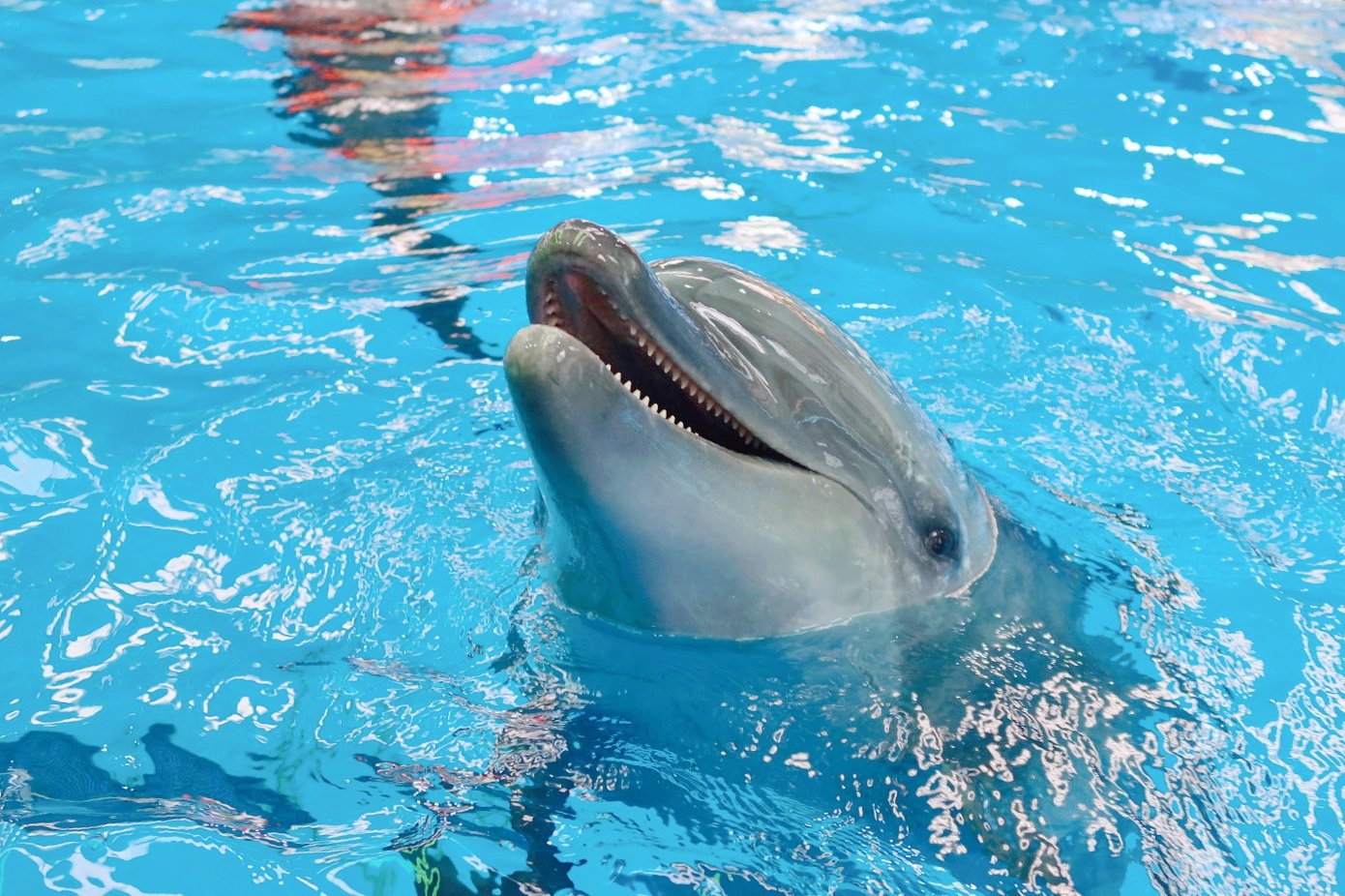 住在抚仙湖的梦幻城堡|享海豚湾之夏