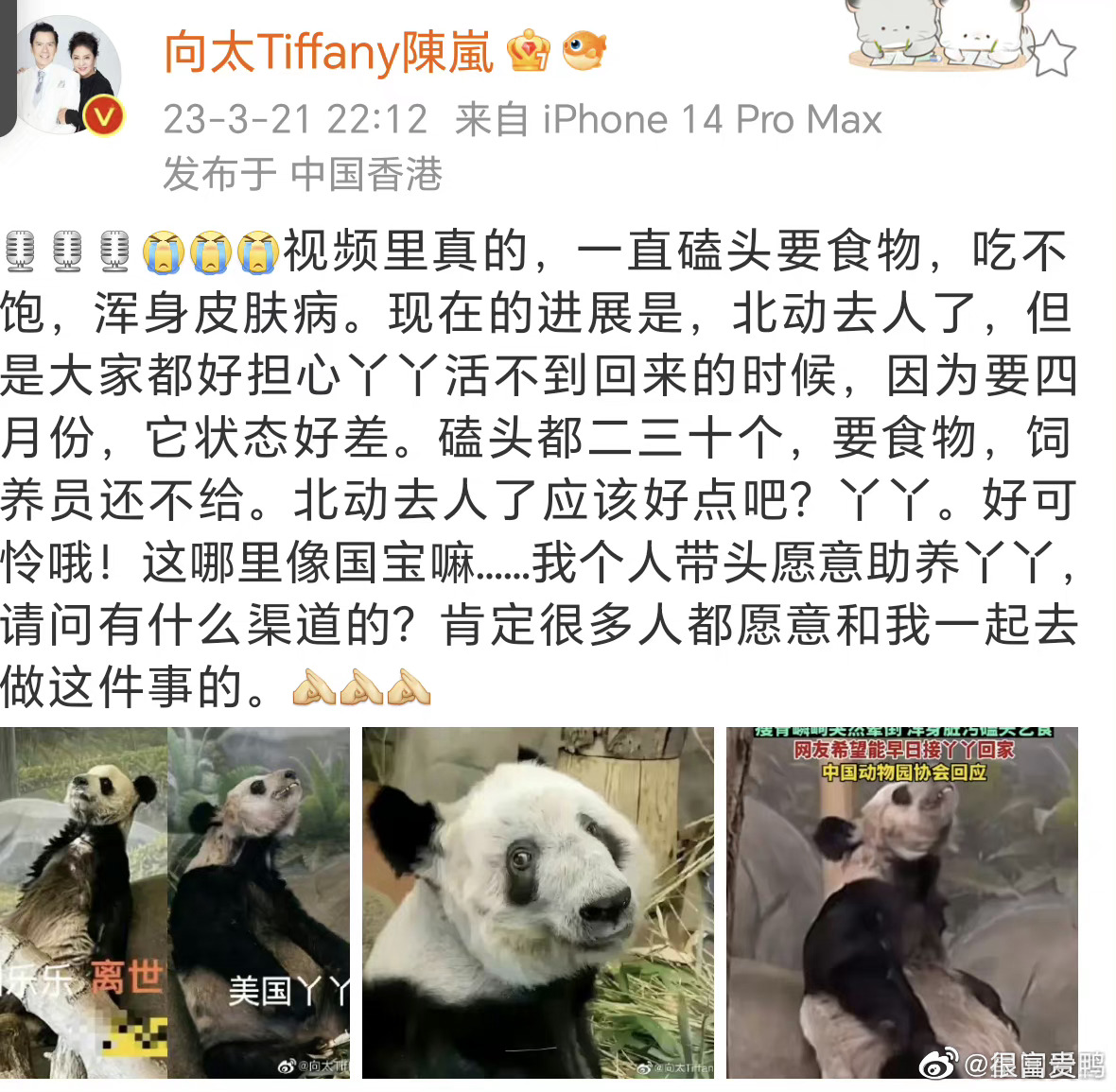 旅美大熊猫“美香”一家将于12月7日回国，美国民众冒雨送别_奇迹_中国_保护