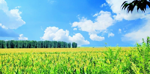 连续充沛的雨水,让朝阳大地农田作物长势喜人.
