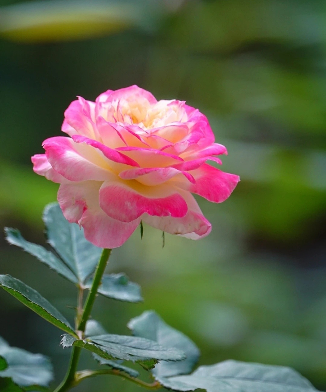 " 贪恋一枝花 ."_高清图集_新浪网