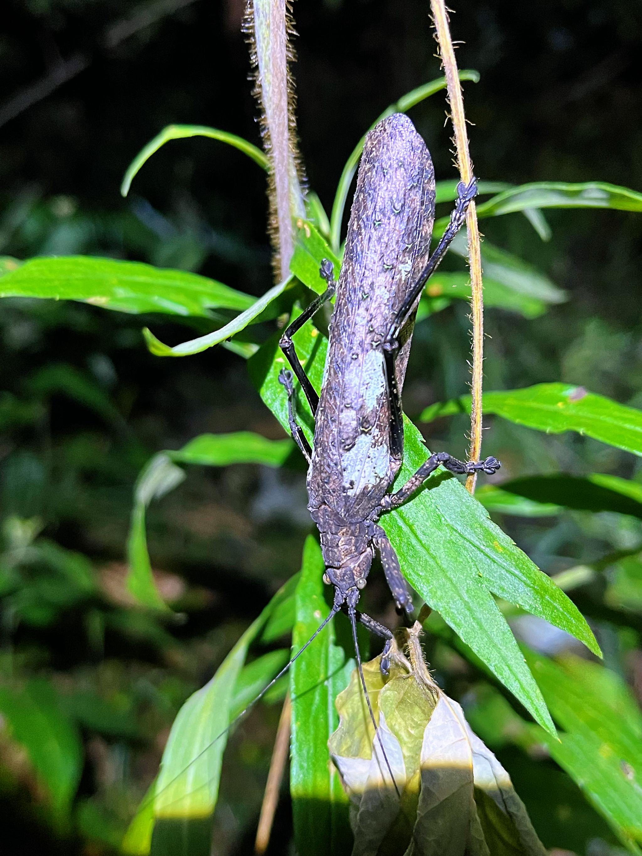 非常神奇的螽斯,覆翅螽!翅上能模仿出树干或苔藓的颜色和花纹