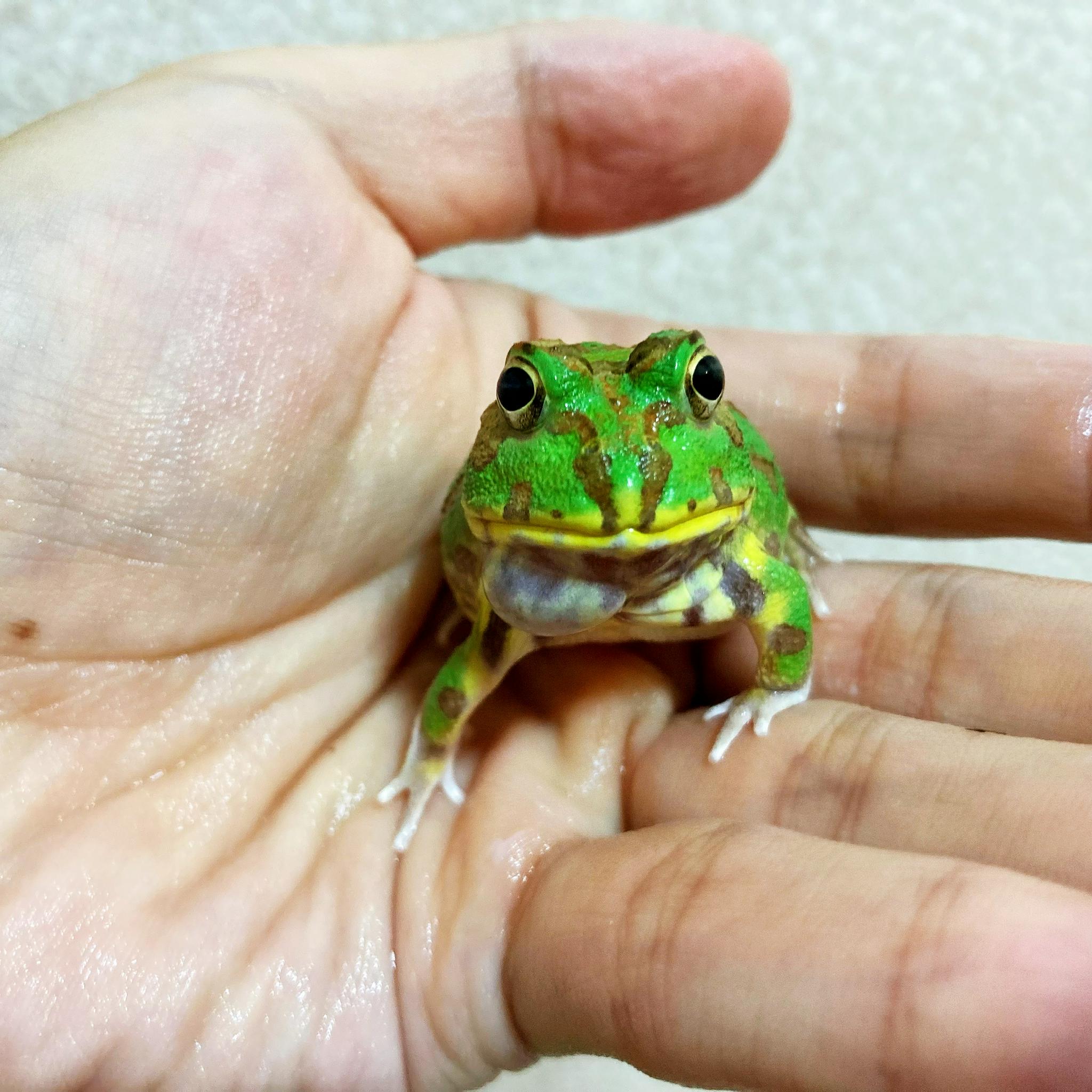 波子角蛙chacophrys pierottii