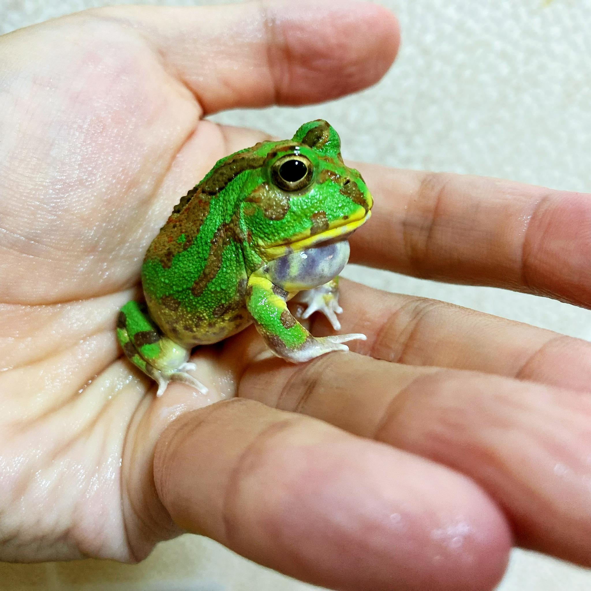 波子角蛙chacophrys pierottii