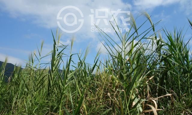每日一草：卡开芦|芦荻|小穗|分枝
