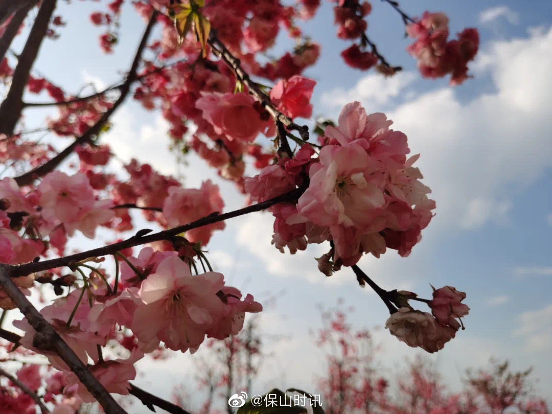 保山 相约在樱花粉雪的东山
