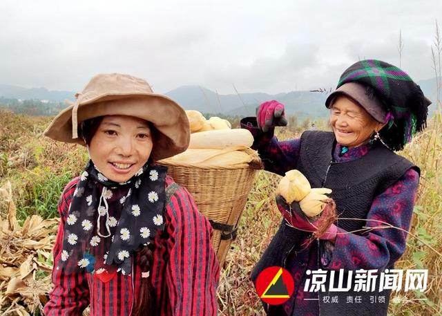 越西依洛地坝镇千亩饲料玉米喜获丰收|玉米|越西县|饲料_新浪新闻