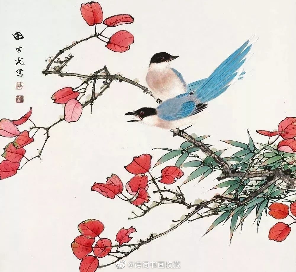 喜鹊,自古以来就是人们喜爱的吉祥鸟