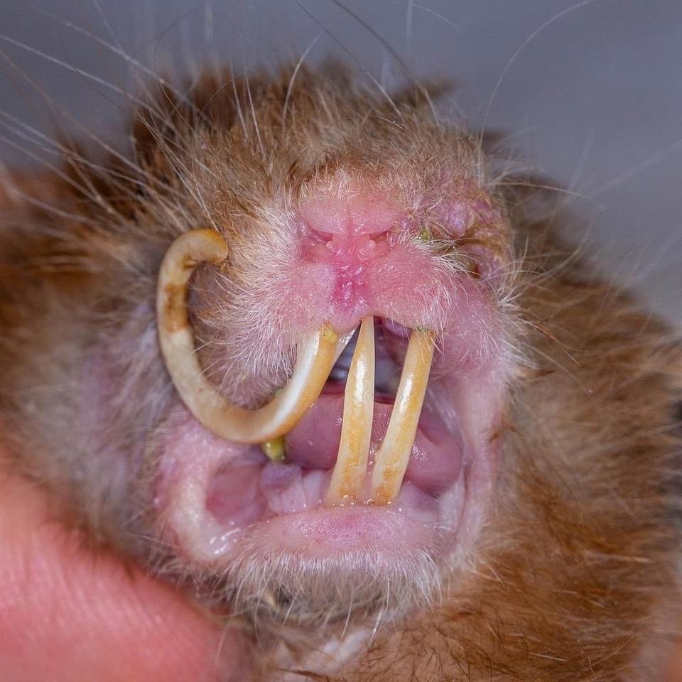 磨牙提醒:仓鼠类小动物大多都会终生长牙……_高清图集_新浪网