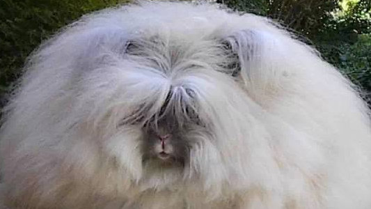 史上最萌巨毛蛋——安哥拉兔Angora Rabbit|英国|长毛兔|毛发|品种|宠物兔_新浪新闻