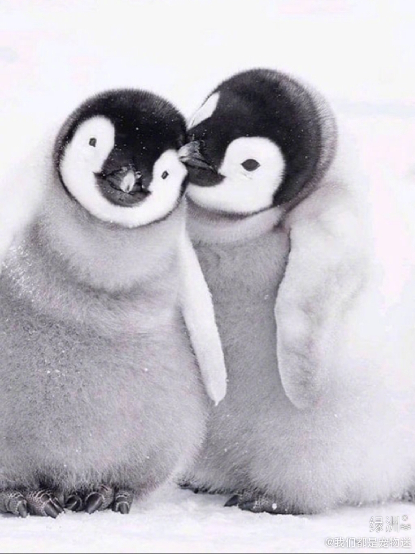 又可爱又萌的企鹅宝宝