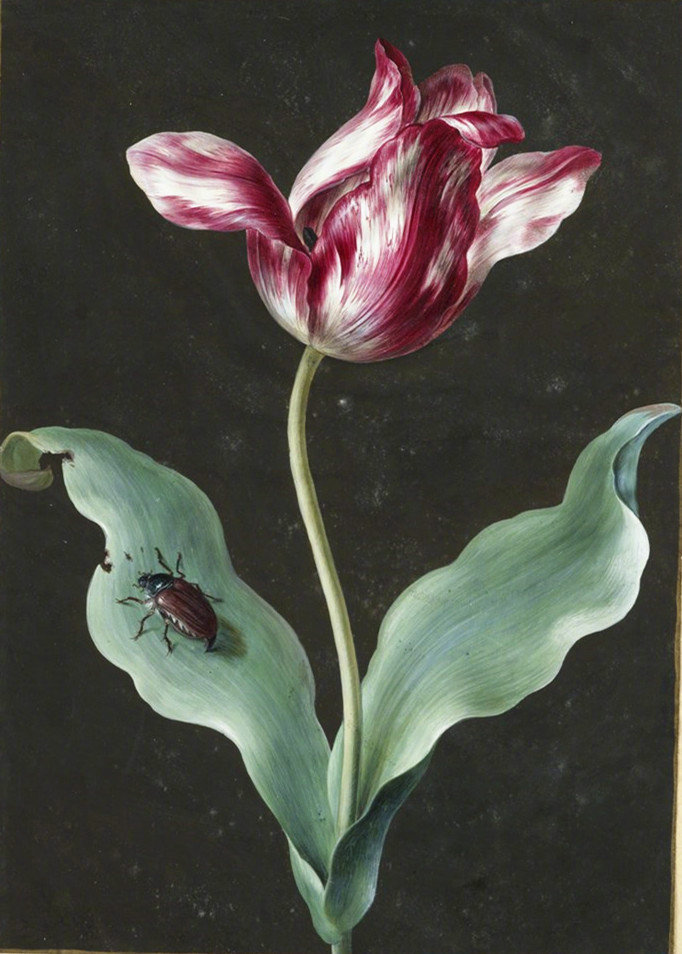 17世纪的植物油画 . barbara regina dietzsch_高清图集_新浪网