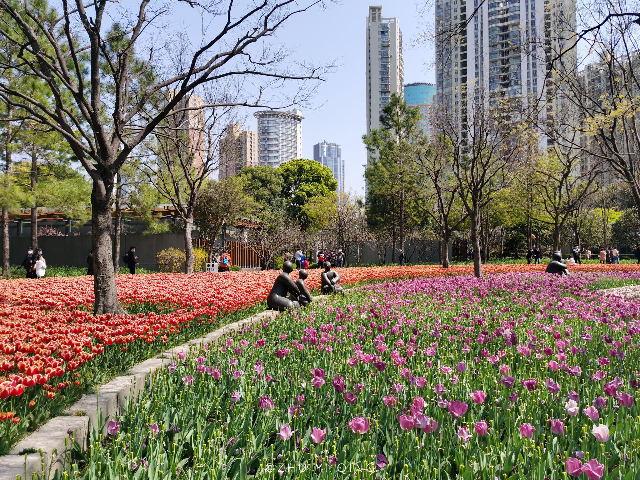 上海各景区陆续恢复开放市中心公园开满郁金香人们赶着来赏花