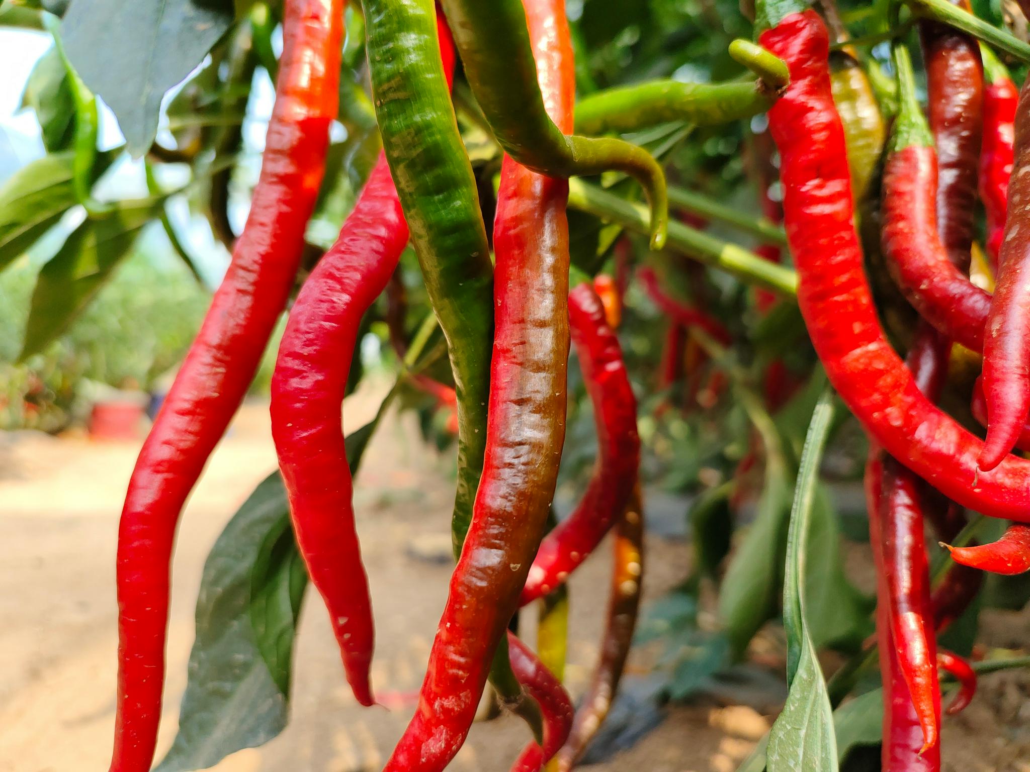 寻味河北 探秘家乡邯郸市鸡泽县致力打造以辣椒产业为主导的国家级