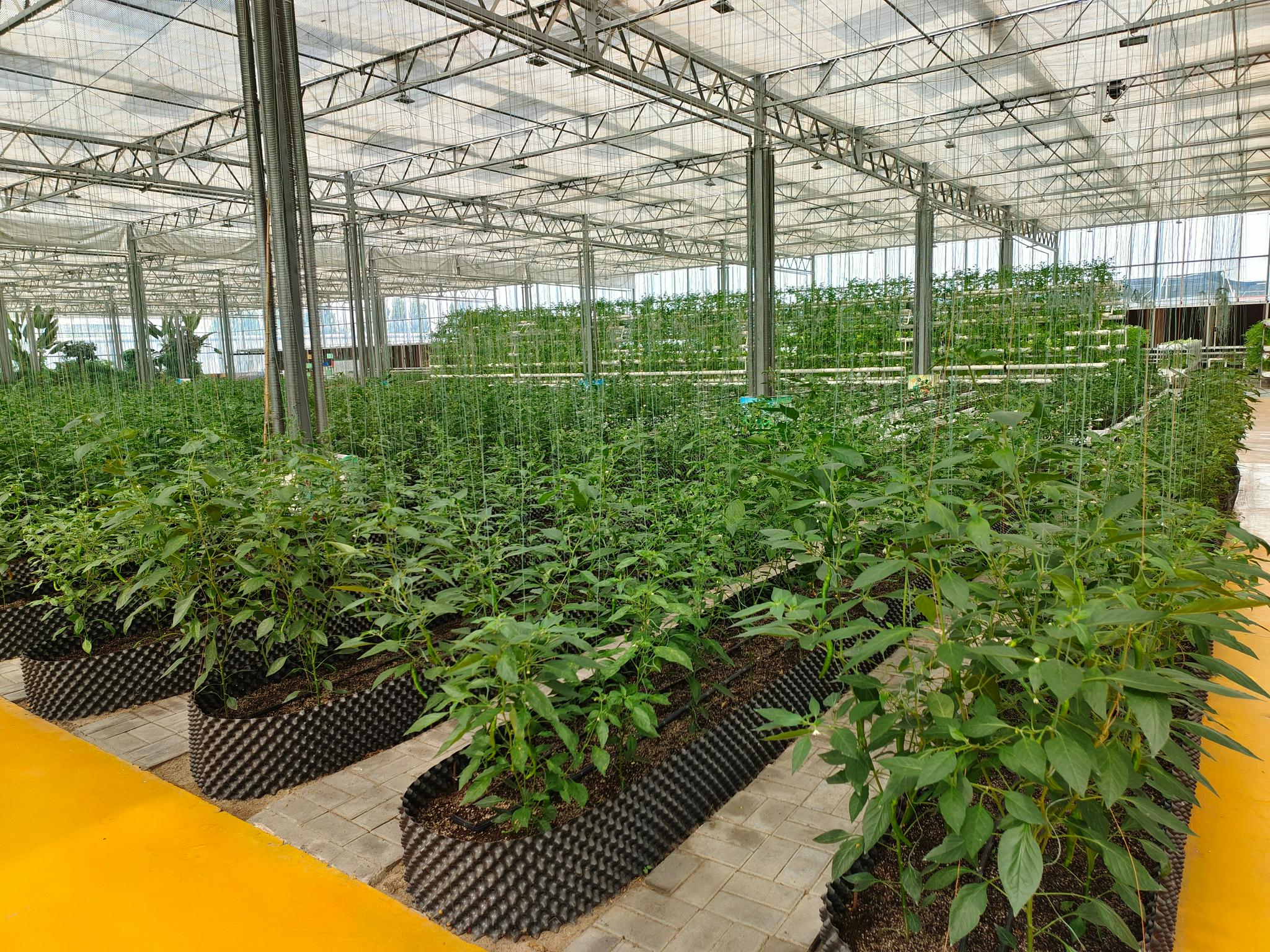 家乡邯郸市鸡泽县致力打造以辣椒产业为主导的国家级现代农业产业园区