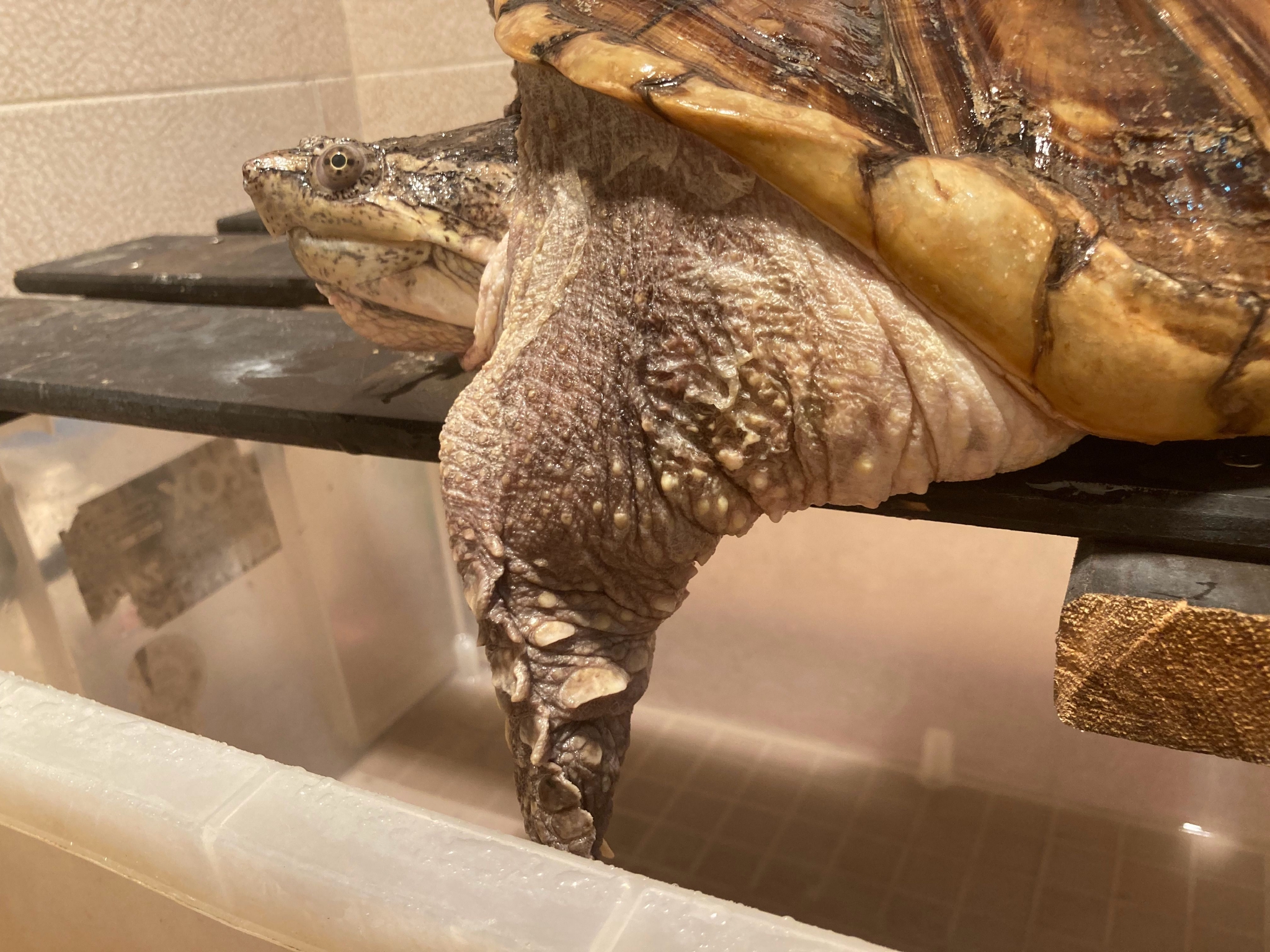 31℃……土台龟又high了 不知不觉……它陪我十五年了__财经头条