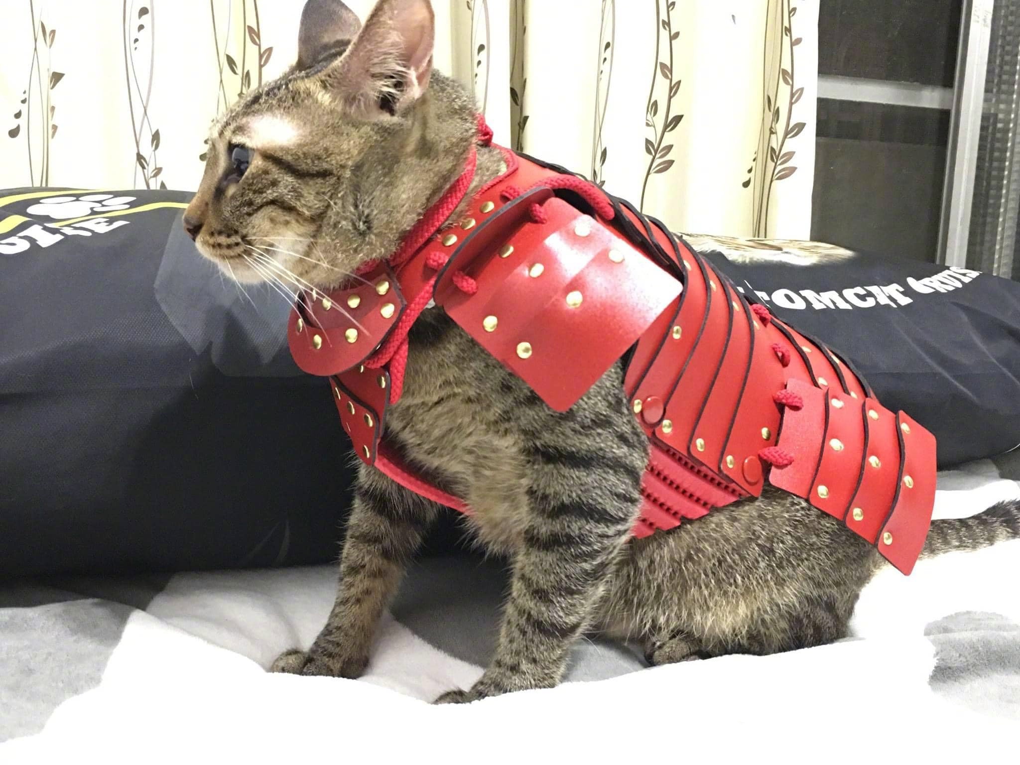 喵专用武士盔甲,太帅了!