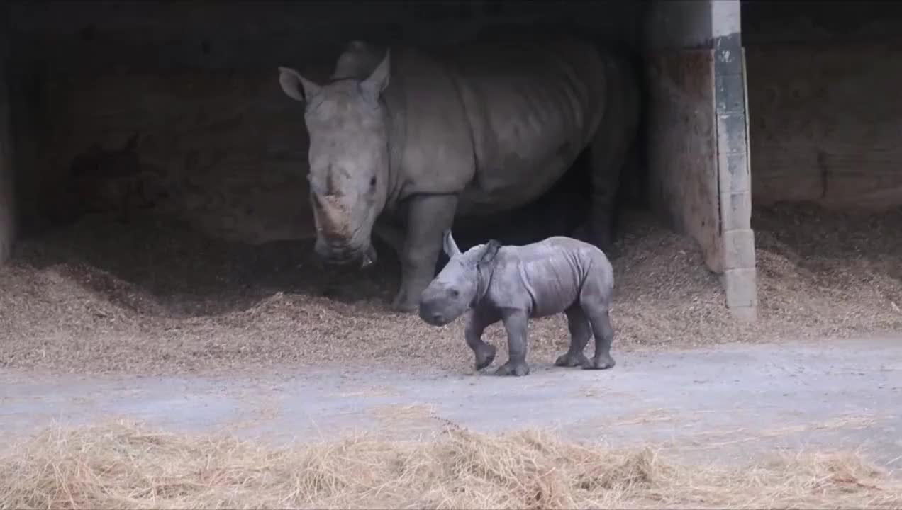 这只小犀牛也太可爱了吧
