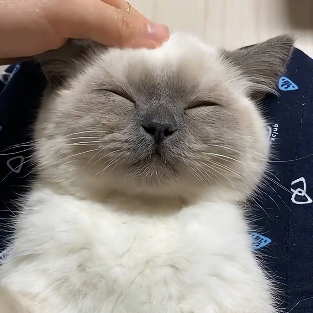 ruarua可爱猫猫头