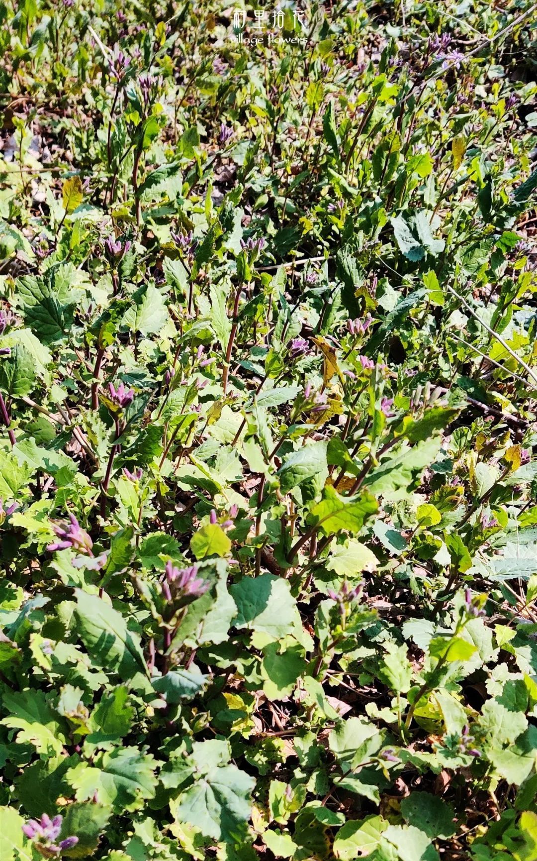 "诸葛菜"我真的有那么好吃吗?