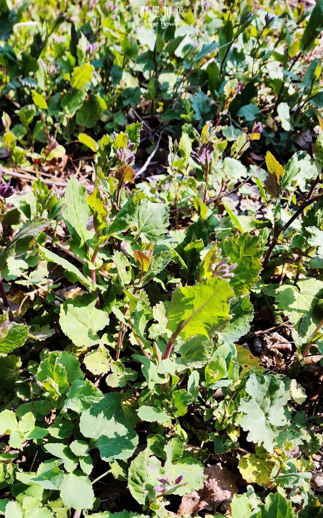 "诸葛菜"我真的有那么好吃吗?