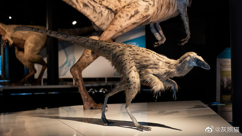 奇异帝龙dilong paradoxus_高清图集_新浪网