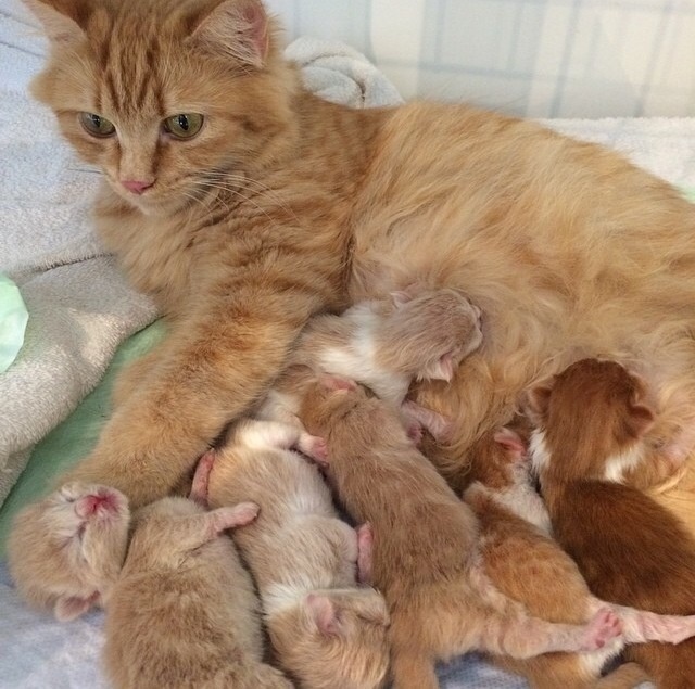 养了四只小猫咪的日本网友yuriyuri4mama家的一只母猫生了六只小猫