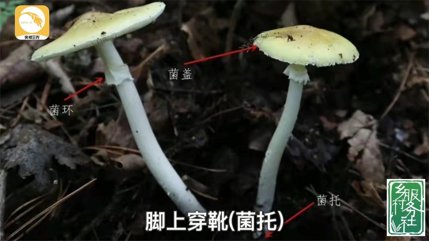如何分辨有毒的鹅膏菌？一分钟带你了解！_新浪新闻