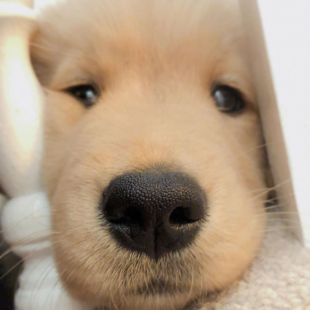 圆圆的小脑袋,坚定地的眼神,和委屈巴巴的小绿豆眼